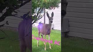 Young deer at an apartment in Cranbrook BC Canada travel cranbrook deer wildlife [upl. by Sitnerp]