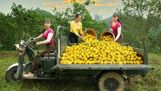 Use 3wheeled Vehicle Harvesting 400kg Orange Goes To The Market Sell  Orange Garden [upl. by Gnok]