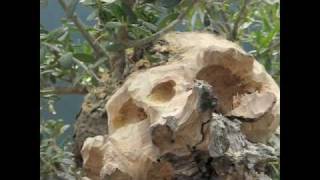 Bonsai Tree Wood Carving Demonstration [upl. by Anirbed]