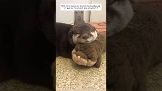 This otter came to a kind woman house to ask for food and she adopted it animalshorts [upl. by Derril]