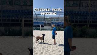 Malinois basic commands [upl. by Mitran]