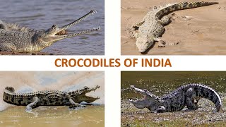 Crocodiles of India 🐊 🇮🇳  Reptiles  Indian Reptiles [upl. by Nilla]