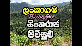 SINHARAJA ENTRANCE LANKAGAMA  ලංකාගම සිංහරාජ පිවිසුම [upl. by Ahseek]