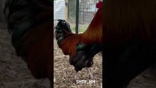 Corn pop the Rooster prepper backyardchickens chicken homestead [upl. by Junina]