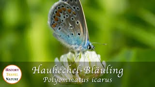 Schmetterlinge  HauhechelBläuling  Polyommatus icarus  Common Blue [upl. by Runkel]