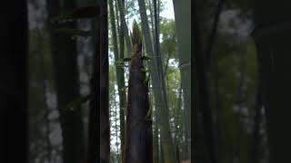 Plants with Amazing Abilities Bamboo  The Worlds Fastest Growing Plant [upl. by Emirac]