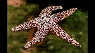 Echinoderm [upl. by Iat]