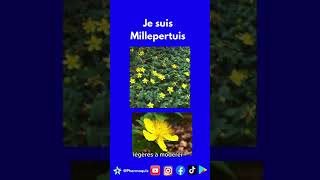 Millepertuis Plante [upl. by Ecnarrat599]