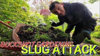 Slugs Ate My Veggies [upl. by Corey]