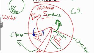 Mitosis and DNA Replication Basicswmv [upl. by Onitnelav]