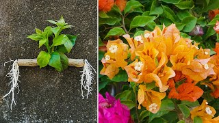 Super Ideas How to grow bougainvillea glabra by branches with onions [upl. by Arther]