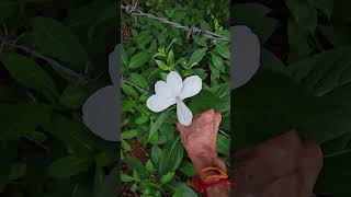 Barleria grandiflora Deva GorantiKannada [upl. by Hcahsem307]