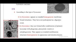 lysosomeamp Peroxisomes Histology [upl. by Onofredo]