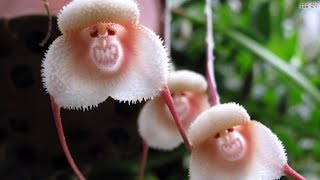 Top 10 Flowers That Look Like Animals [upl. by Derrik]