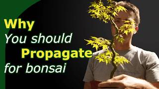 Propagation Techniques for Bonsai  Benefits and Drawbacks of Seed Cuttings and Airlayers [upl. by Silvana]