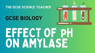 GCSE Biology Lesson 5 Effect of pH on Amylase Activity Required Practical [upl. by Bernadine]