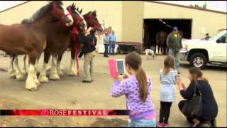 Budweiser Clydesdales 2014 [upl. by Arjun948]