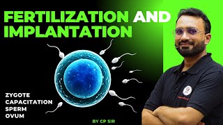 Fertilization and Implantation process  Explained In Hindi [upl. by Rosati583]