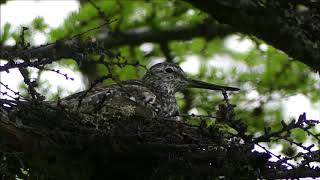 Nordmann’s Greenshank  WCS Russia [upl. by Nomaid]