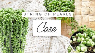 String Of Pearls Care Tips 🌱 TRICKS For Faster And Fuller Growth  Senecio Rowleyanus Care Guide [upl. by Cirdes]