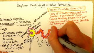 Nephron Function Part 1 [upl. by Aynnat280]