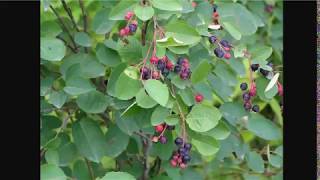 Better Than Blueberries  Juneberry Serviceberry or Saskatoons [upl. by Alika]