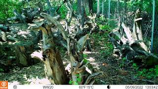 Stumpery Garden Trail Cam Footage Squirrels Birds Mice [upl. by Ehtylb]