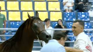 Sharjah A H Festival 2024 UAE BRED Class 9A [upl. by Russon]