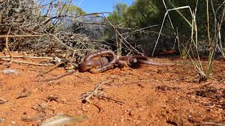 Western Australia Mt Walton Woodline 71 Mile Rock Mt Finnerty Woodline Breakaway Mine July 2023 [upl. by Nwahsyt]