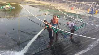 HDPE sheet cleaning or Aquaculture pond liner cleaning [upl. by Sherourd]