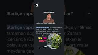 Starlitcia yaprakları neden sararır gardenplants peyzaj bitkibakımı plants çiçek [upl. by Christoforo]