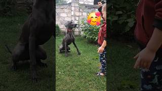 Youngest weimaraner dog trainer in the world [upl. by Reta]