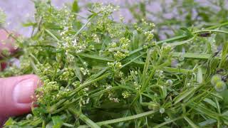 Cleavers Bedstraw  Galium aparine herb in Hindi [upl. by Enitsej]