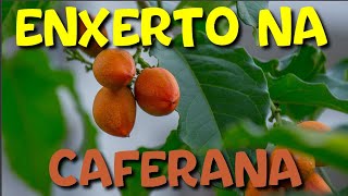 ENXERTO DE CAFERANA OU CEREJA SILVESTRE [upl. by Kori]