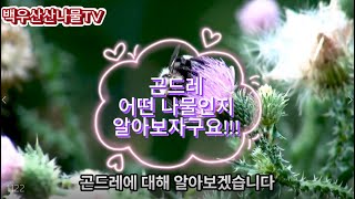 곤드레에 모든것 빠르고 낱낱이 알아보아요a natural farmer곤드레곤드레의효능곤드레의재배환경곤드레요리건곤드레곤드레요리 [upl. by Cointon698]