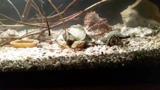 Marine Hermit Crab tank [upl. by Aelgna125]