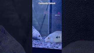 Cichlid Fishtank Texas Cichlids tropicalfishtank fishies pez fishtankcichlidtankikanpredator [upl. by Nirra]