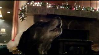 Amazing Cat and Dogs Sing Silent Night [upl. by Gally]