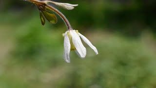 姫烏頭の花 Semiaquilegia adoxoides [upl. by Walther600]