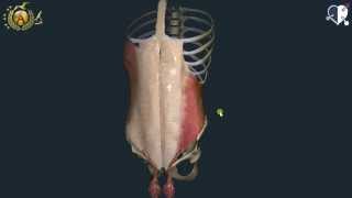 Apparato locomotore 25 Muscoli dellAddome [upl. by Eon]