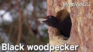 Black woodpecker making a nest クマゲラ巣作り中 木くずを飛ばす [upl. by Lona133]