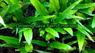 Growing Java Fern Emersed shorts aquarium plants [upl. by Fiona]