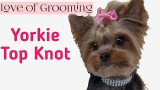 How to tie up a Yorkies TopKnot [upl. by Nerat474]