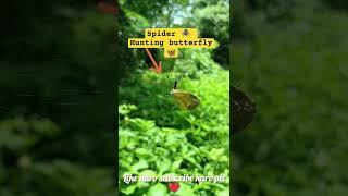 Spider 🕷️ hunting butterfly 🦋shorts youtubeshorts hunting [upl. by Abisha]