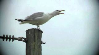 Sounds I love this time of year the Seagull Call [upl. by Esikram]