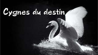 Cygnes du destin [upl. by Neehahs]