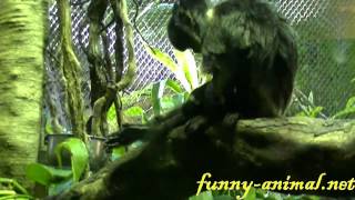 Monkey Goeldis Marmoset  Vancouver Aquarium 跳猴 [upl. by Merritt]