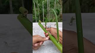 Arma Feita De Bambu 😲 shorts curiosidades interessante [upl. by Gerry146]