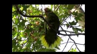 Redcrowned Parrot squawking [upl. by Llyrrad14]