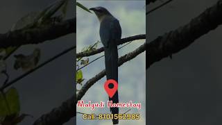 Birding Bird Watching Bird Photography  North Bengal [upl. by Annenn]